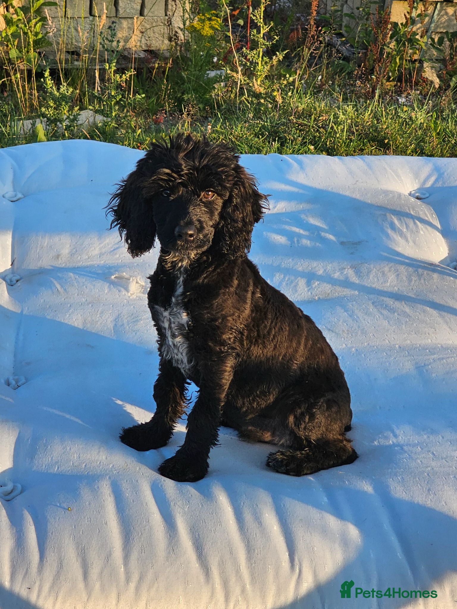 Cockapoo dogs 1 girl F2 show cockapoo puppy remaining ready now - Advert 2
