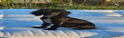 Cockapoo dogs for sale: 1 girl F2 show cockapoo puppy remaining ready now - Advert 2