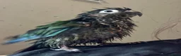 Conures birds for sale: Green Cheek Conure Very tame - Advert 6