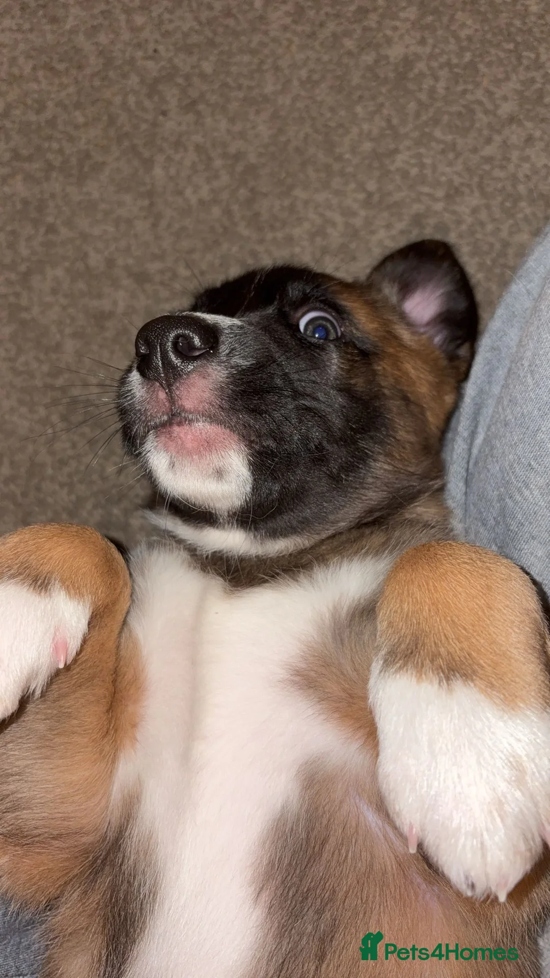 Mixed Breed dogs for sale: Belgian Malinois x Border Collie Pups Malincollie - Advert 11