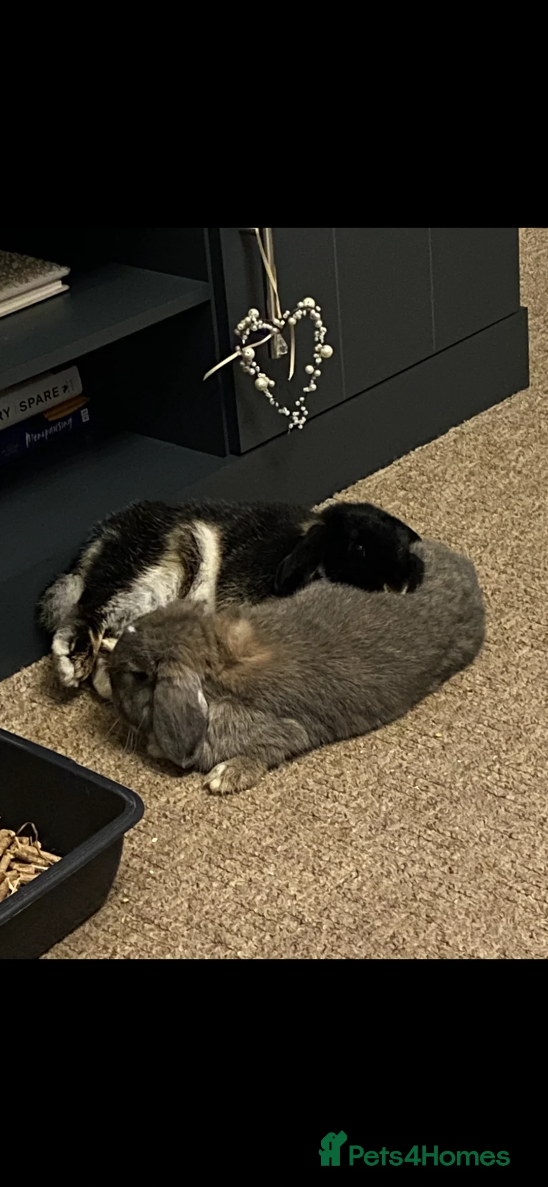Mini Lop rabbits for sale: A bonded pair of adult rabbits - Advert 2