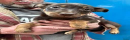 Australian Kelpie dogs for sale: Australian kelpie puppies - Advert 12