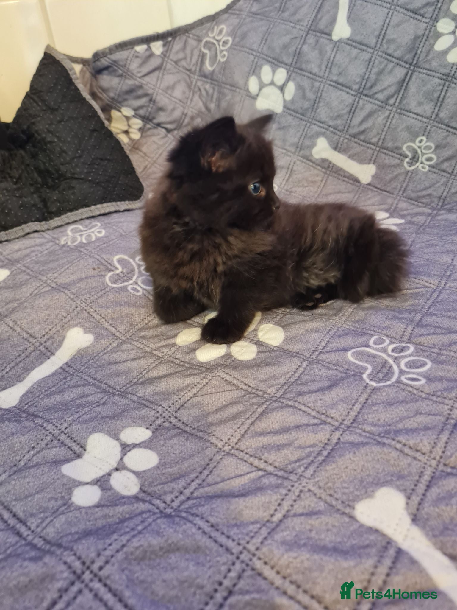 Mixed Breed cats  kitten  black smokey tabby fluffy hair  - Advert 2