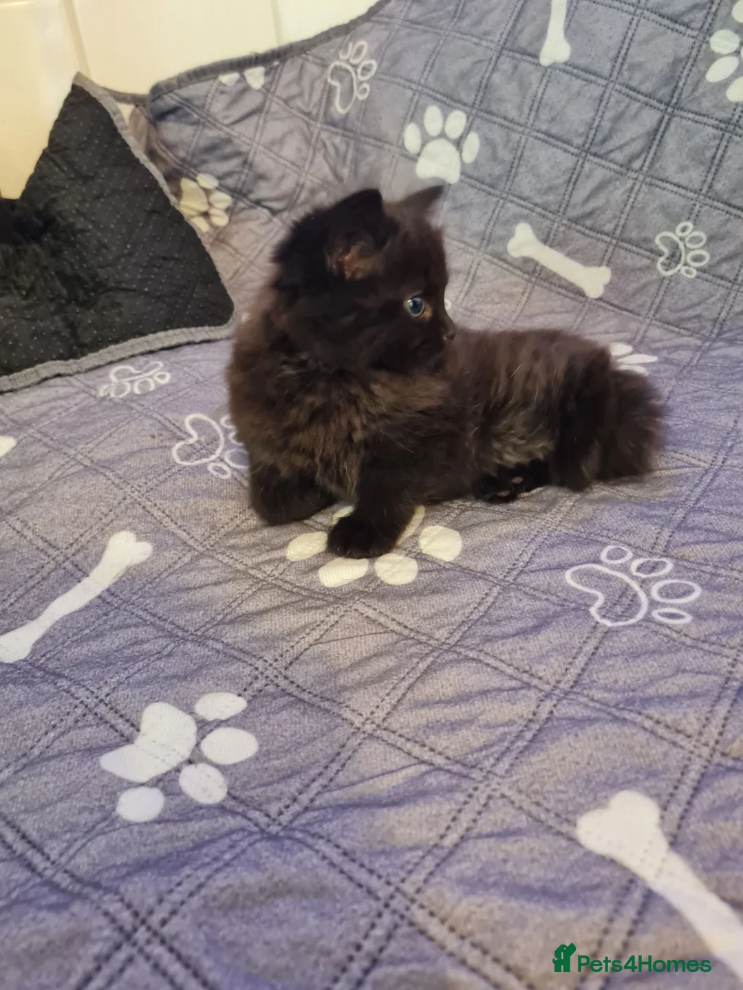 Mixed Breed cats for sale:  kitten  black smokey tabby fluffy hair  - Advert 2