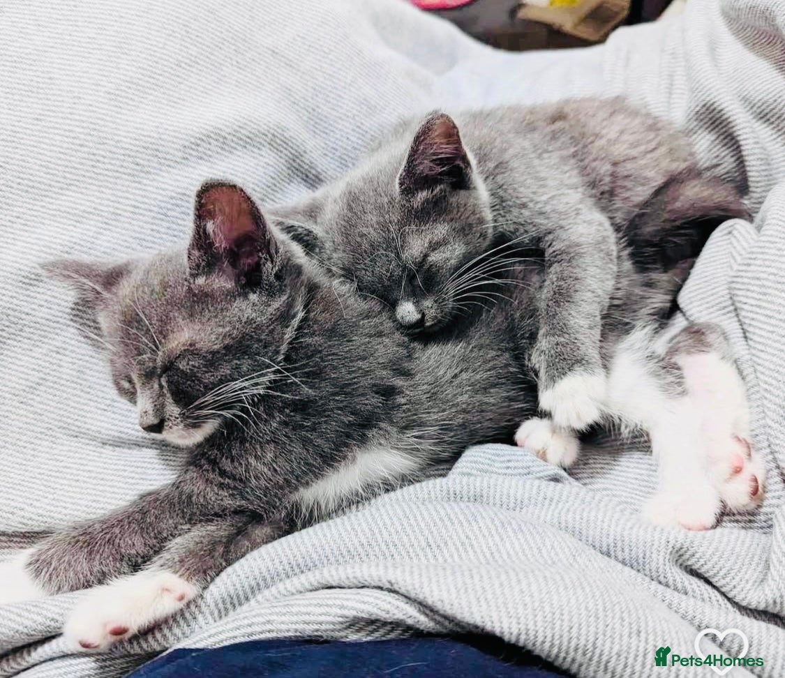 Mixed Breed cats Beautiful Russian blue x kittens ready to go now - Advert 4