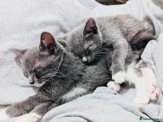 Mixed Breed cats Beautiful Russian blue x kittens ready to go now - Advert 4