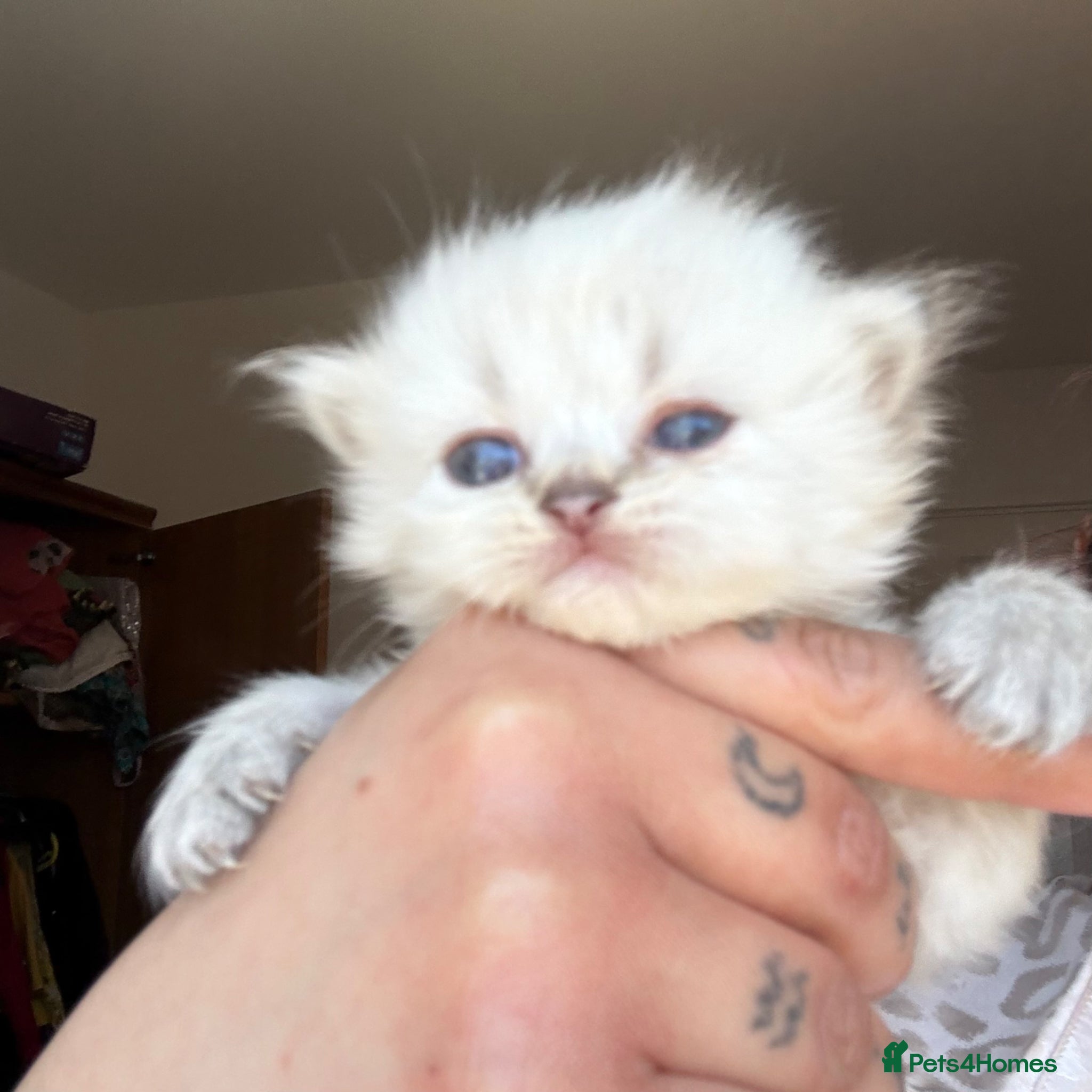 Persian cats for sale: £500 REDUCED dollface Persian available  - Advert 7