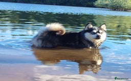 Pomsky dogs for sale: Very Tiny F4 Pomskys  - Image 10