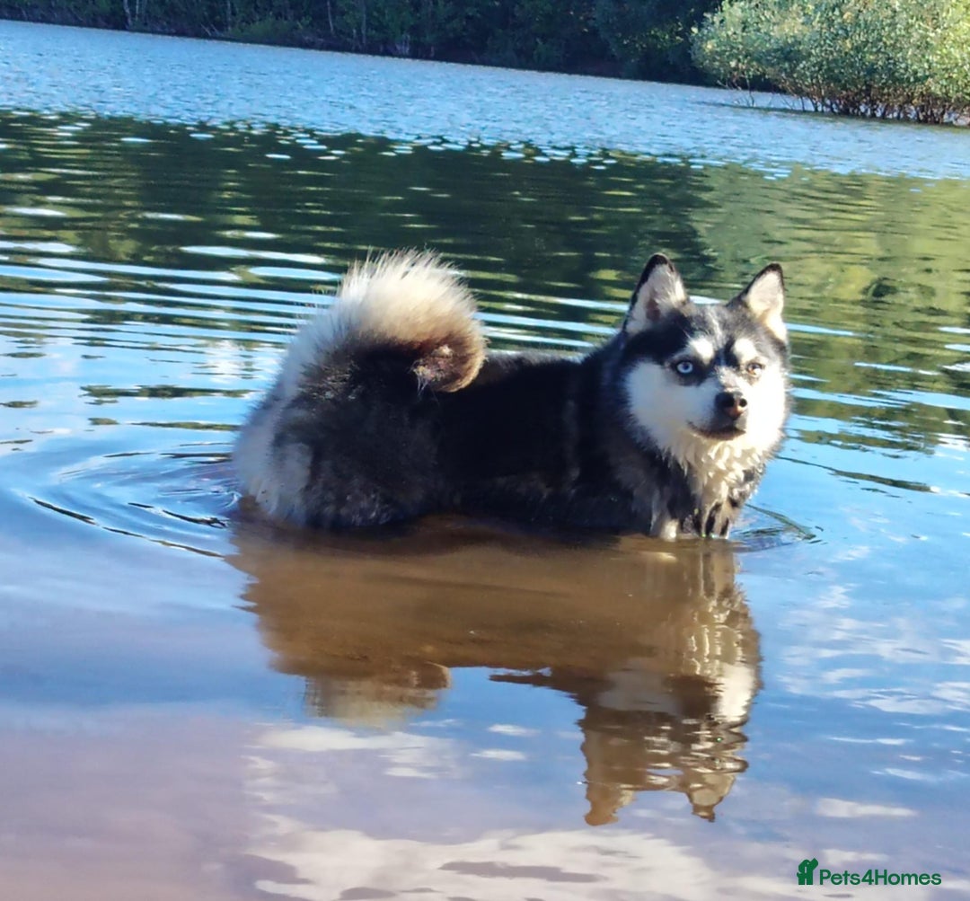 Pomsky dogs for sale: Very Tiny F4 Pomskys  - Image 10