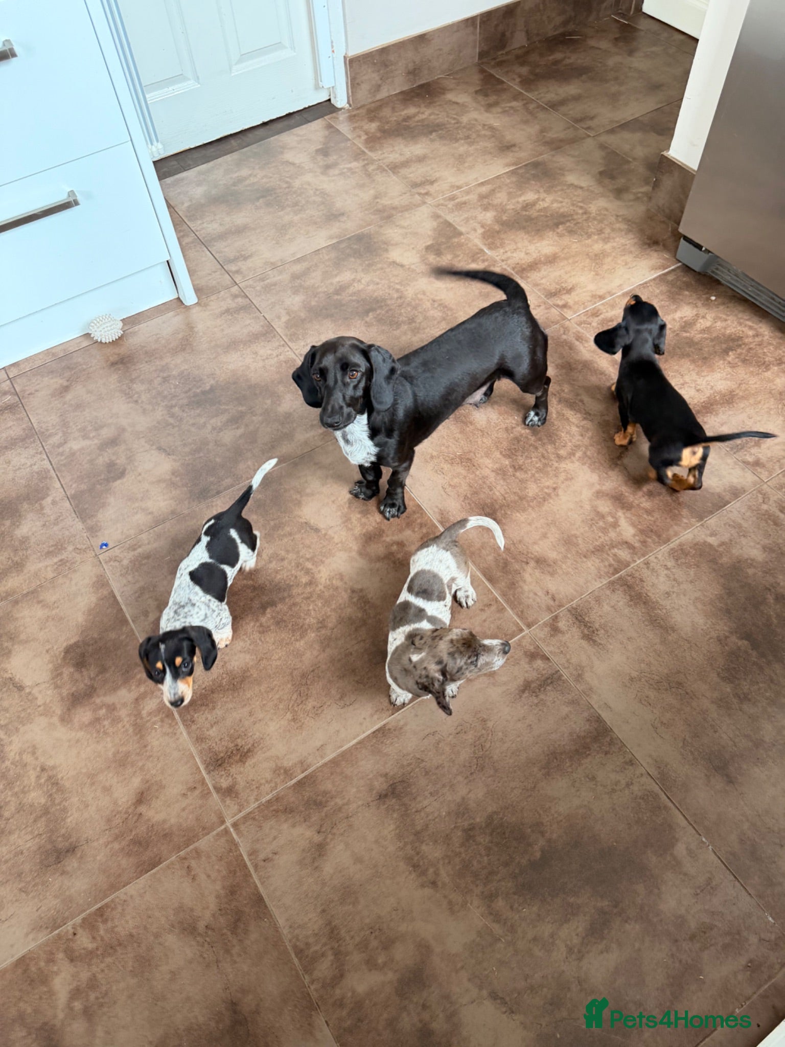 Dachshund dogs Two beautiful Isabela dachshund b - Advert 3