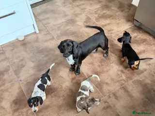 Dachshund dogs Two beautiful Isabela dachshund b - Advert 3