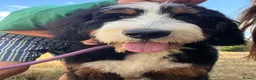 Bernedoodle dogs for sale: Adorable 6 month old Bernadoodle - Advert 3