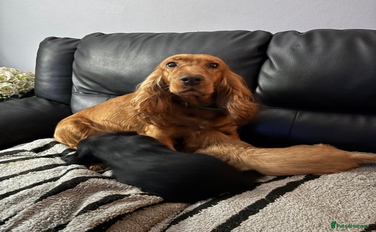 Cocker Spaniel dogs - Advert 10