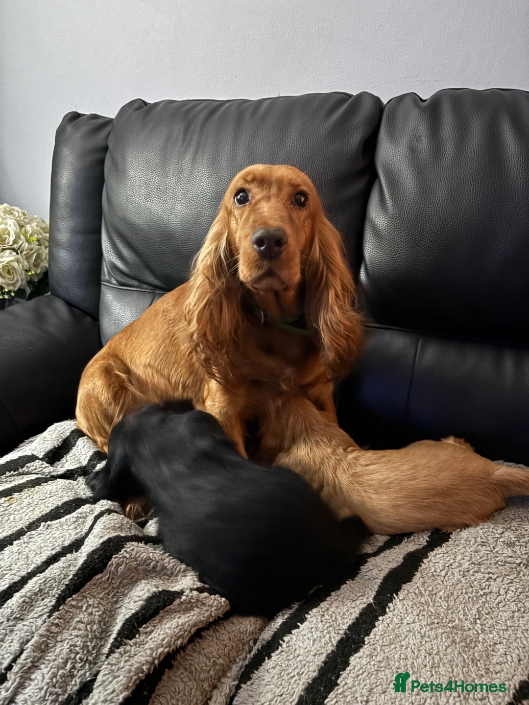 Cocker Spaniel dogs for sale: Gorgeous cocker spaniel puppy’s  - Image 1