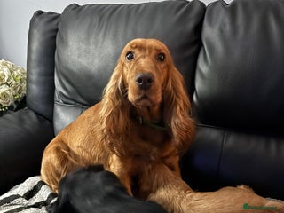 Cocker Spaniel dogs for sale - Advert 1