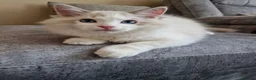 Ragdoll cats for sale: Stunning Blue Bicolour Boy - Advert 7