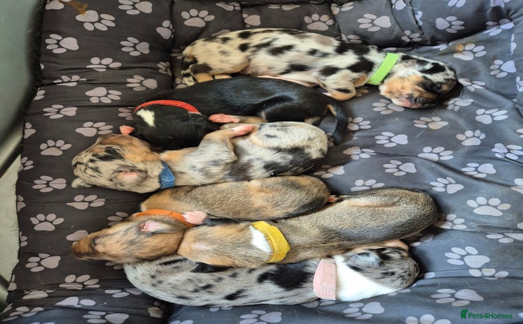 Mixed Breed dogs - Advert 2