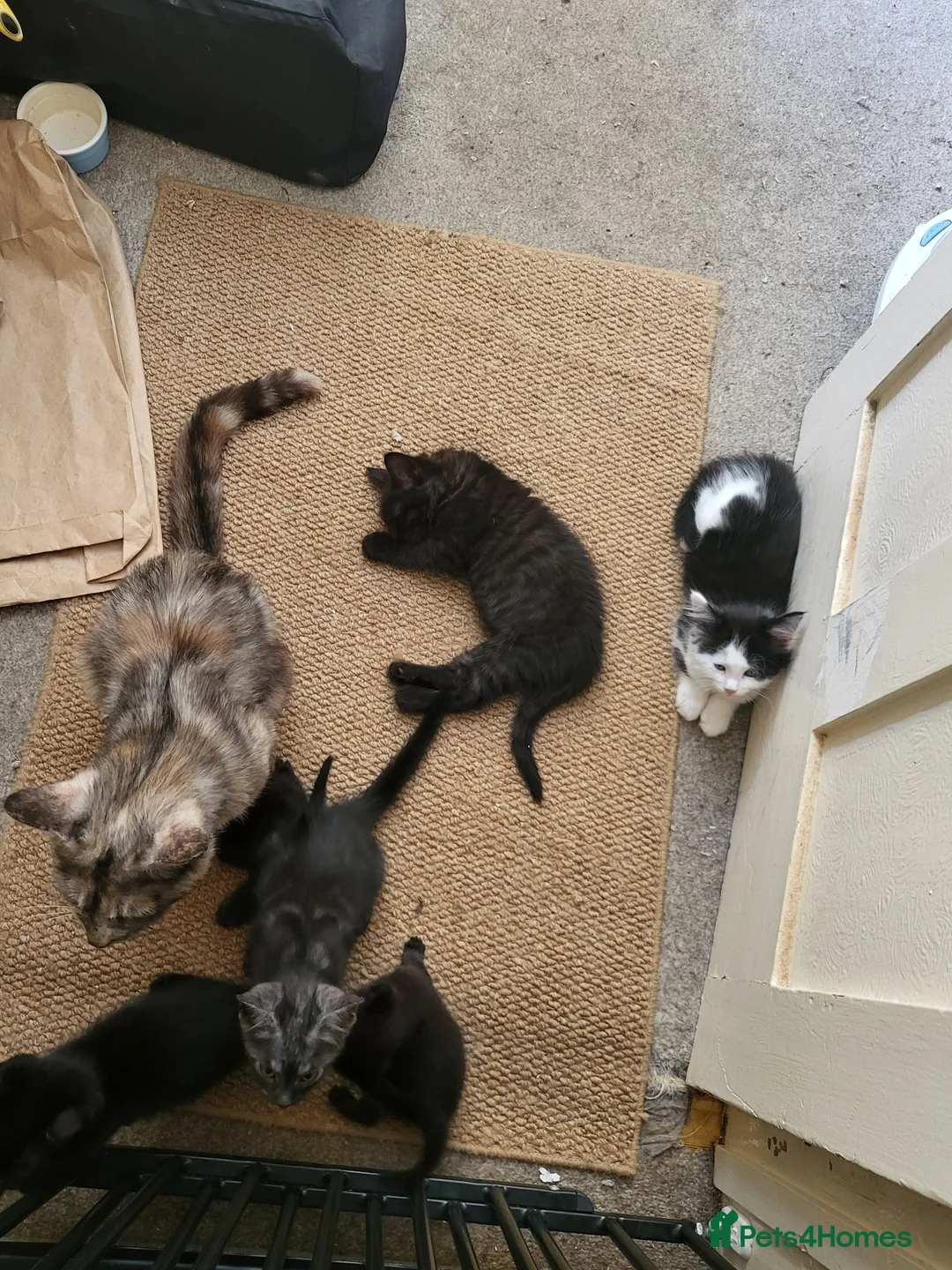 Mixed Breed cats for sale: 3 month old kittens ready for new homes in Gosport - Advert 1