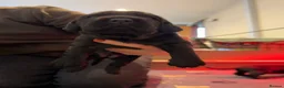 Cockerdor dogs for sale: 🐾F1 Cockerdor puppies🐾 in Braintree - Advert 9