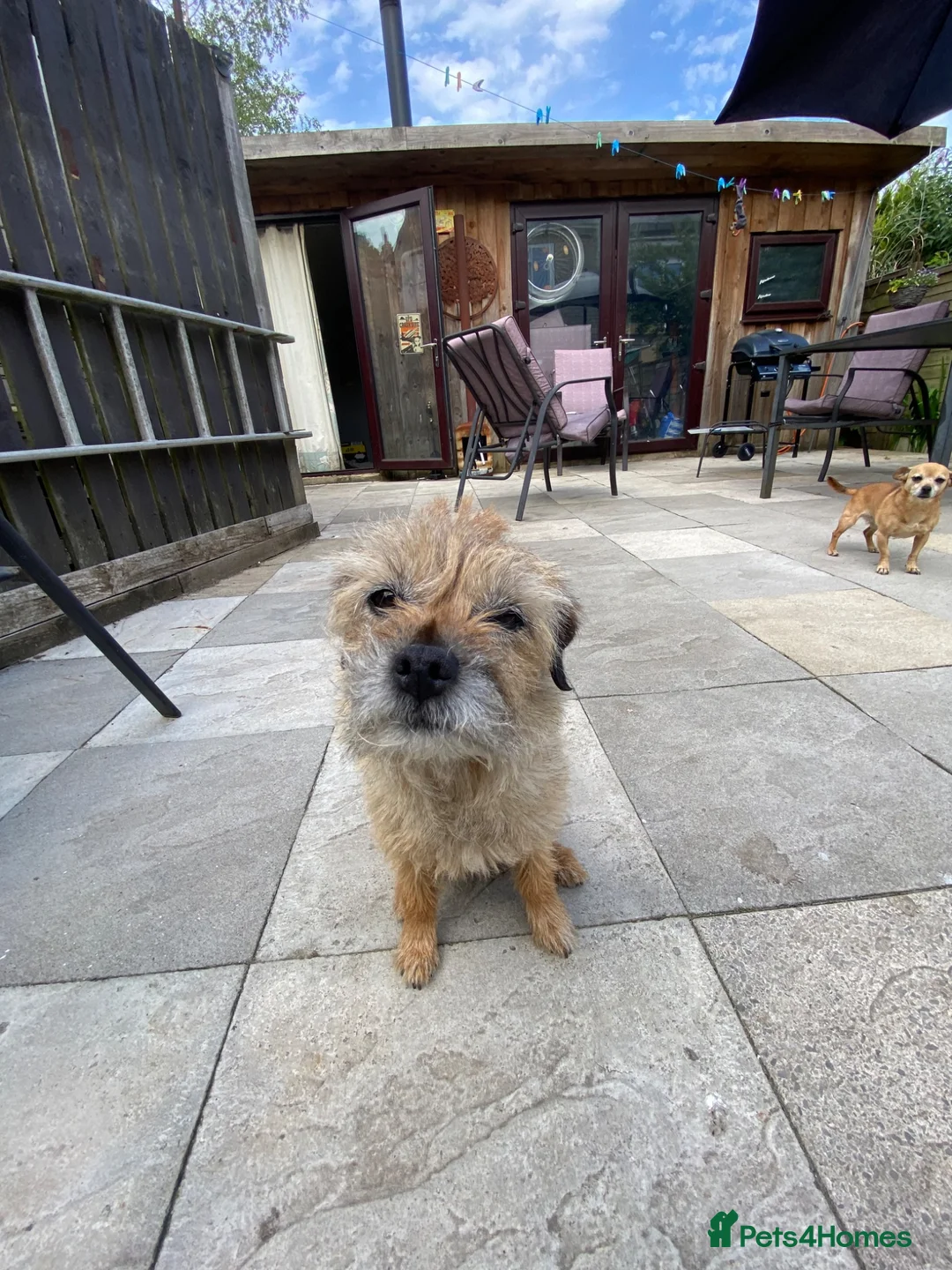 Border Terrier dogs for sale: Coco and Bella need new homes 😢 in Pickering - Advert 1