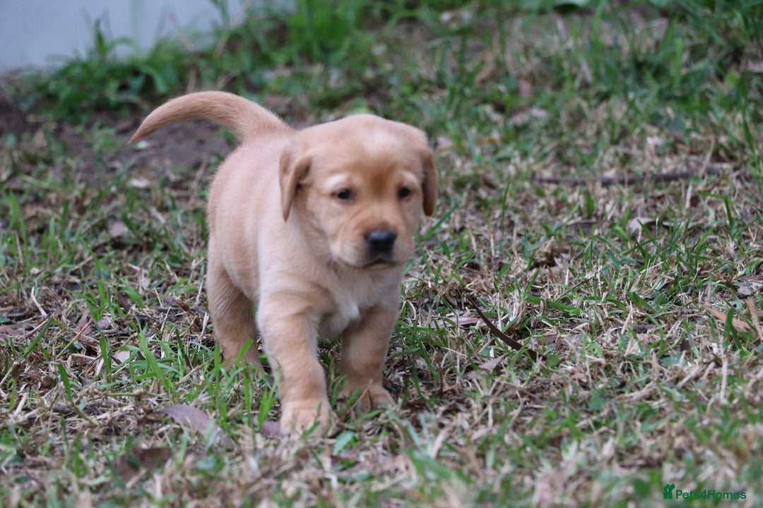 Labrador Retriever dogs for sale: KC labrador Retriever Puppies - Image 2
