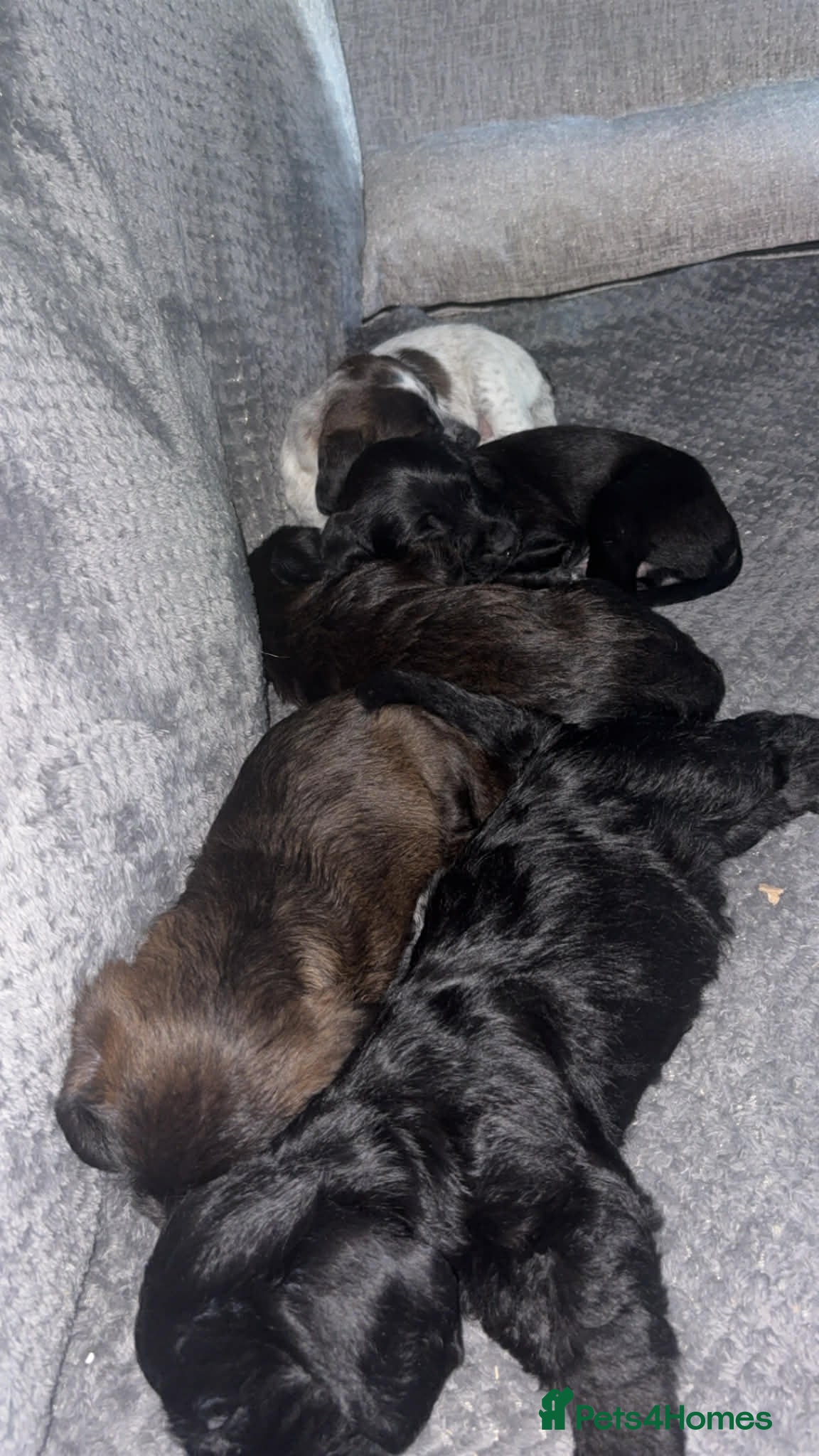 Mixed Breed dogs Jackapoo/F1 show cocapoo 5 stunning puppies - Advert 3