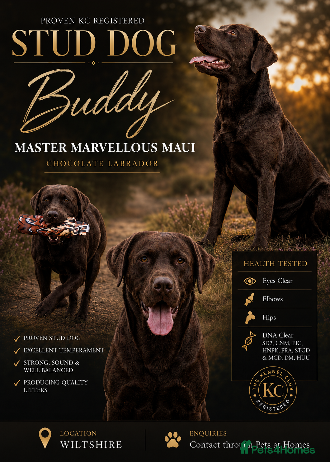 Labrador Retriever dogs HEALTH TESTED KENNEL CLUB REGISTERED STUD - Advert 1
