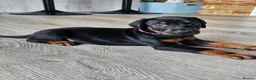 Dobermann dogs for sale: Gorgeous Full Pedigree Doberman puppies for sale  in Hull - Advert 24