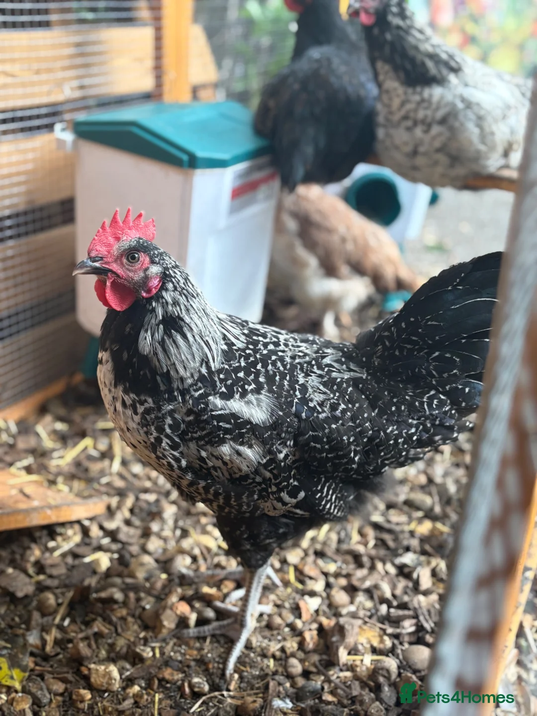 Chickens poultry for sale: 3 Boys needing new homes in Sheffield - Advert 1