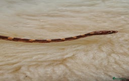 Corn Snake reptiles for sale: Baby corn snakes - Image 11