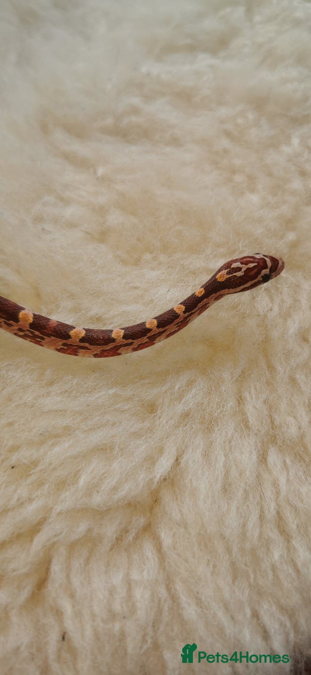 Corn Snake reptiles for sale: Baby corn snakes - Image 11