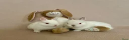 Netherland Dwarf rabbits for sale: White Netherland Dwarf Babies - Advert 22