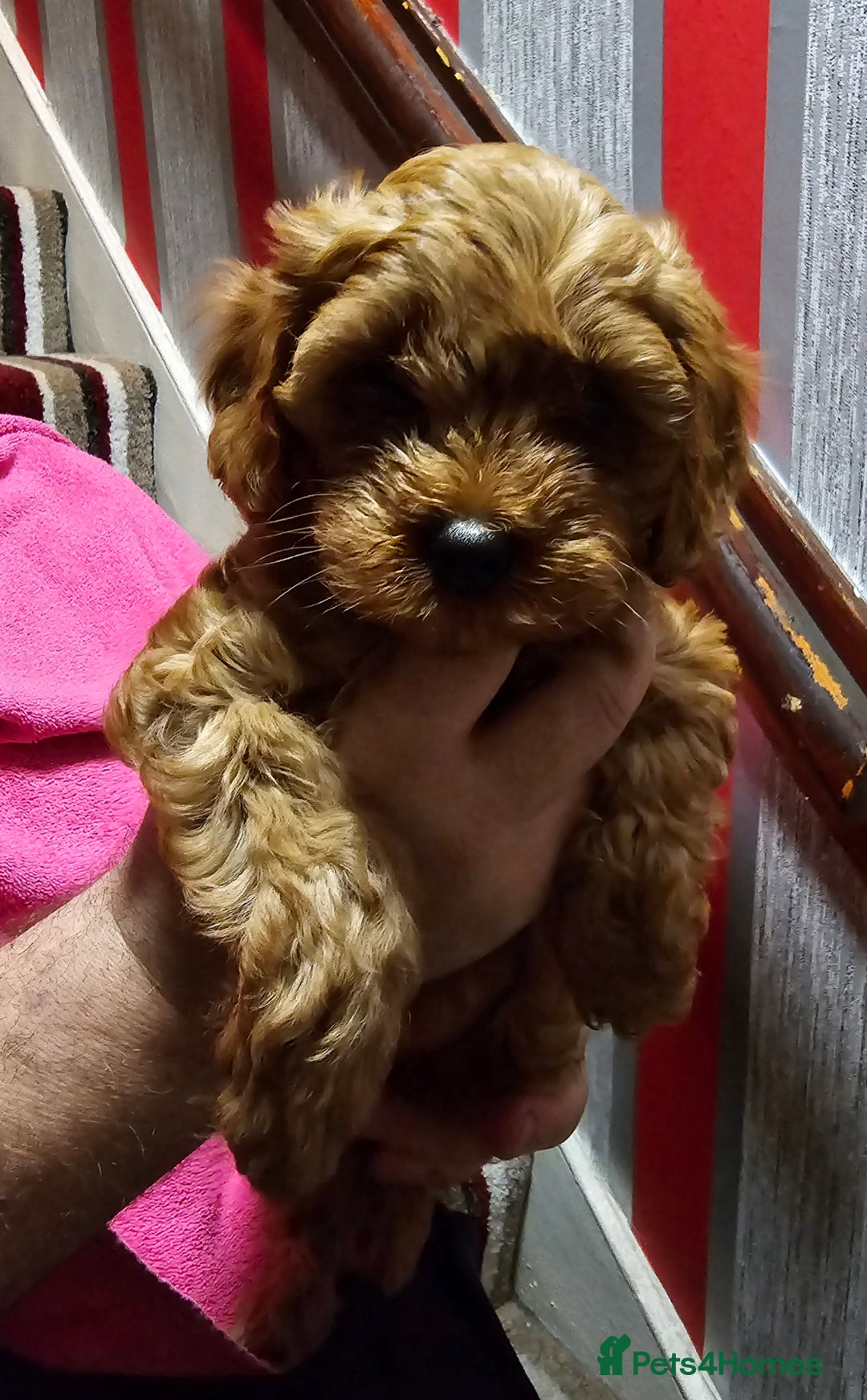 Cavapoo dogs for sale: For sale  - Advert 9