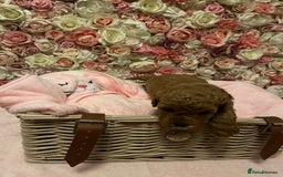 Cavapoo dogs for sale: 5⭐️ F1B Cavapoo’s - Image 7