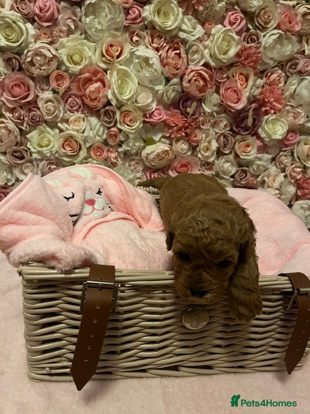 Cavapoo dogs for sale: 5⭐️ F1B Cavapoo’s - Image 7