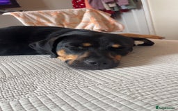 Mixed Breed dogs for sale: Bella 🐾  - Image 2