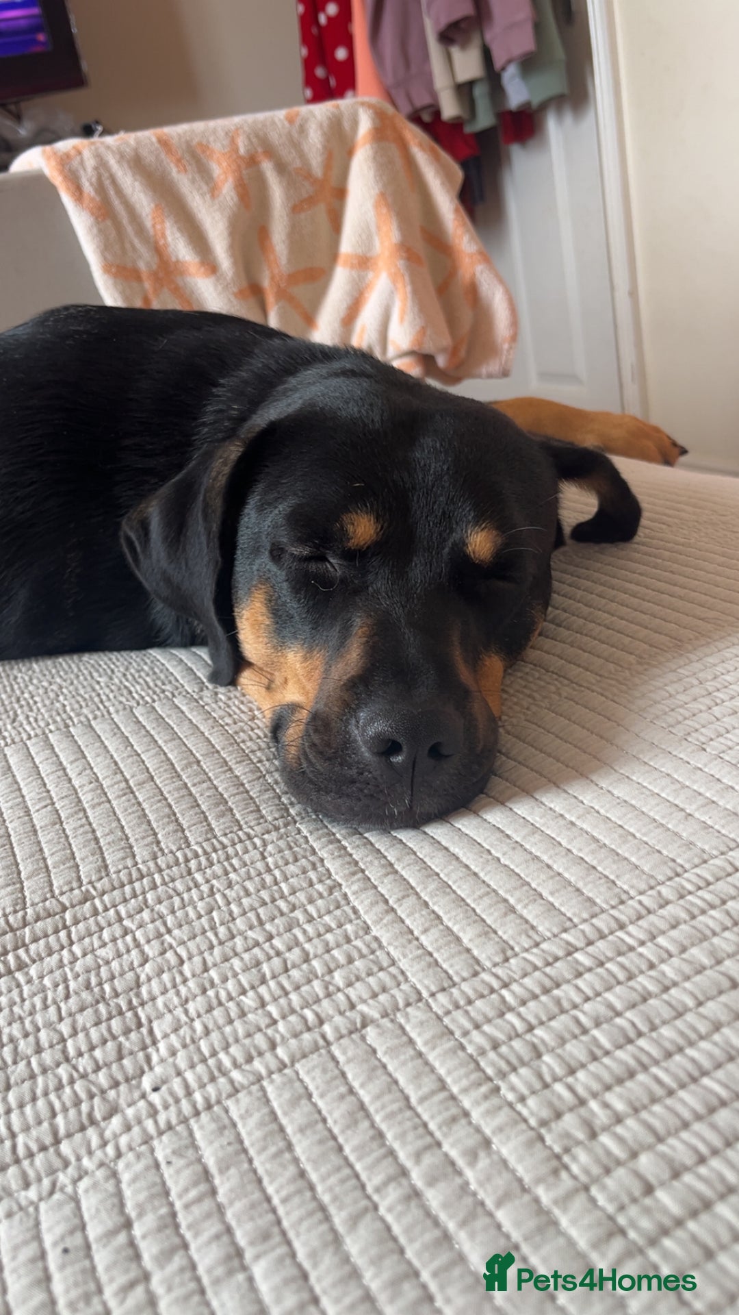 Mixed Breed dogs for sale: Bella 🐾  - Image 2