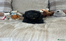 Cockapoo dogs for sale: Gorgeous F1 cockapoo puppies  - Image 32