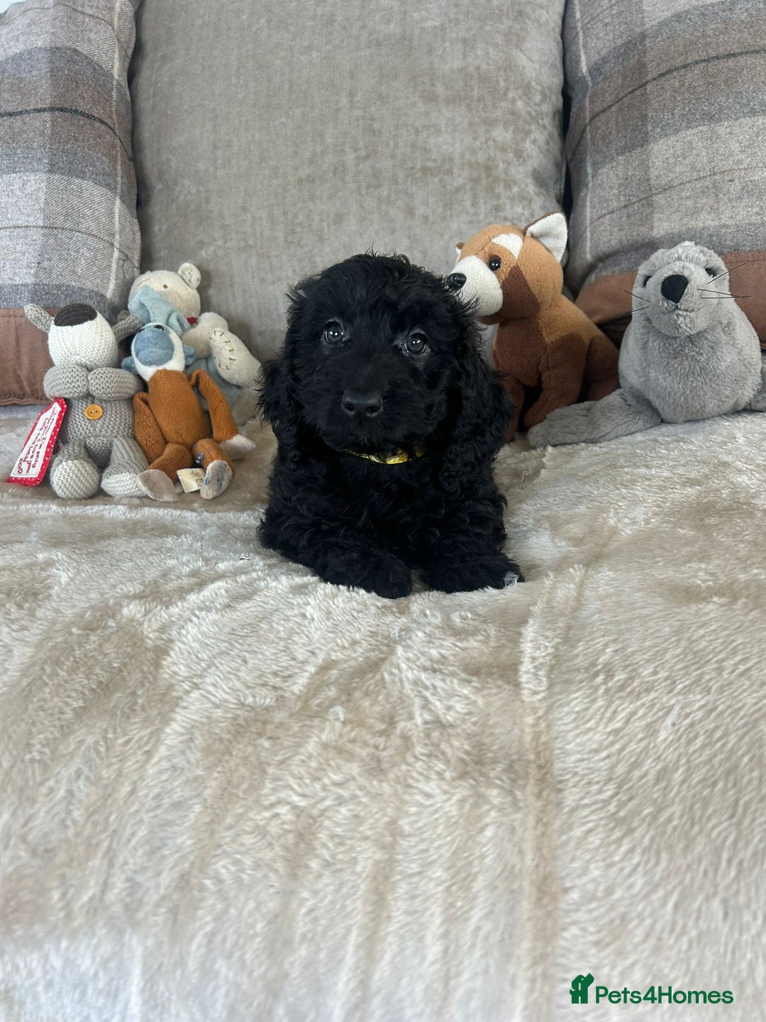 Cockapoo dogs for sale: Gorgeous F1 cockapoo puppies  - Image 32