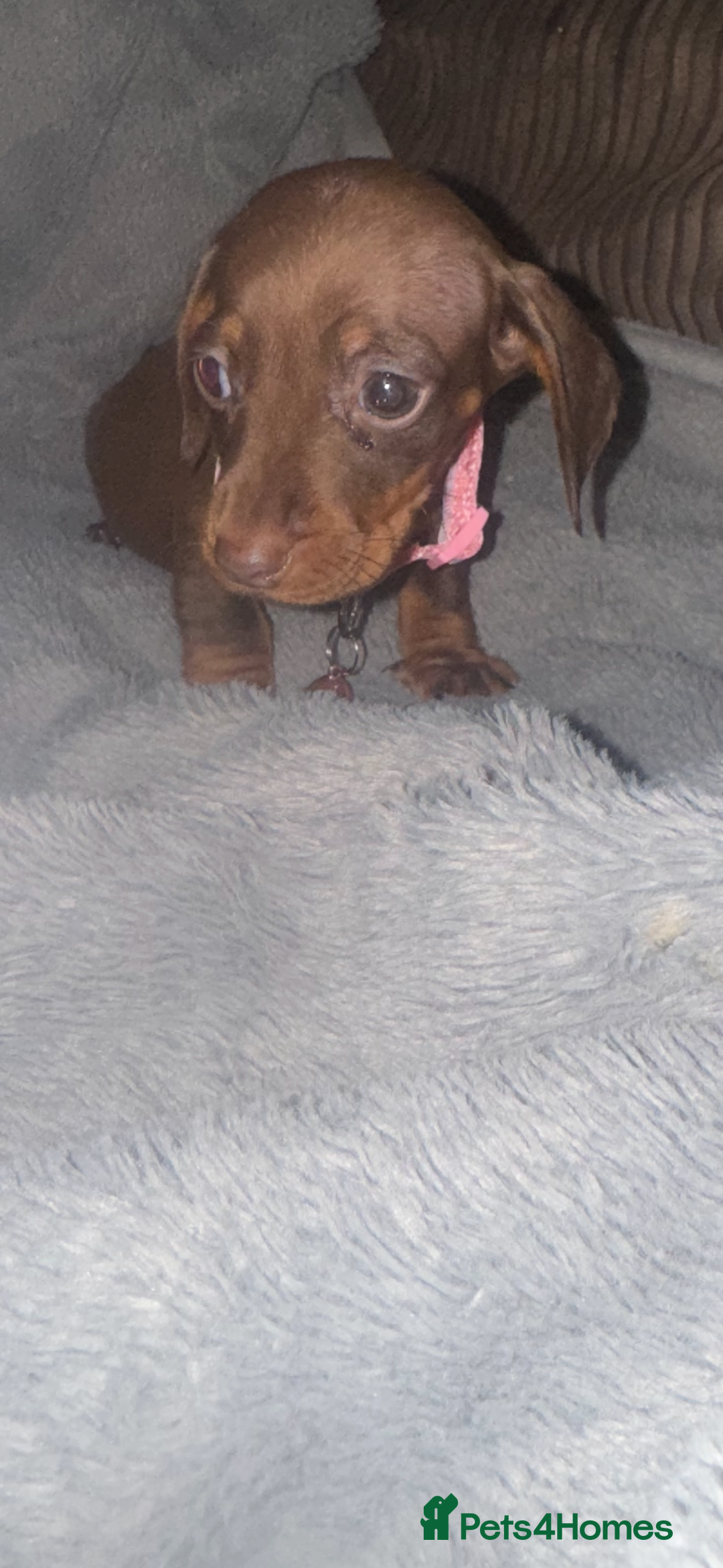 Miniature Dachshund dogs for sale: Miniature dachshund  - Advert 6