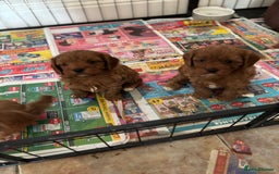 Cavapoo dogs for sale: Cavapoo Pups  - Image 4