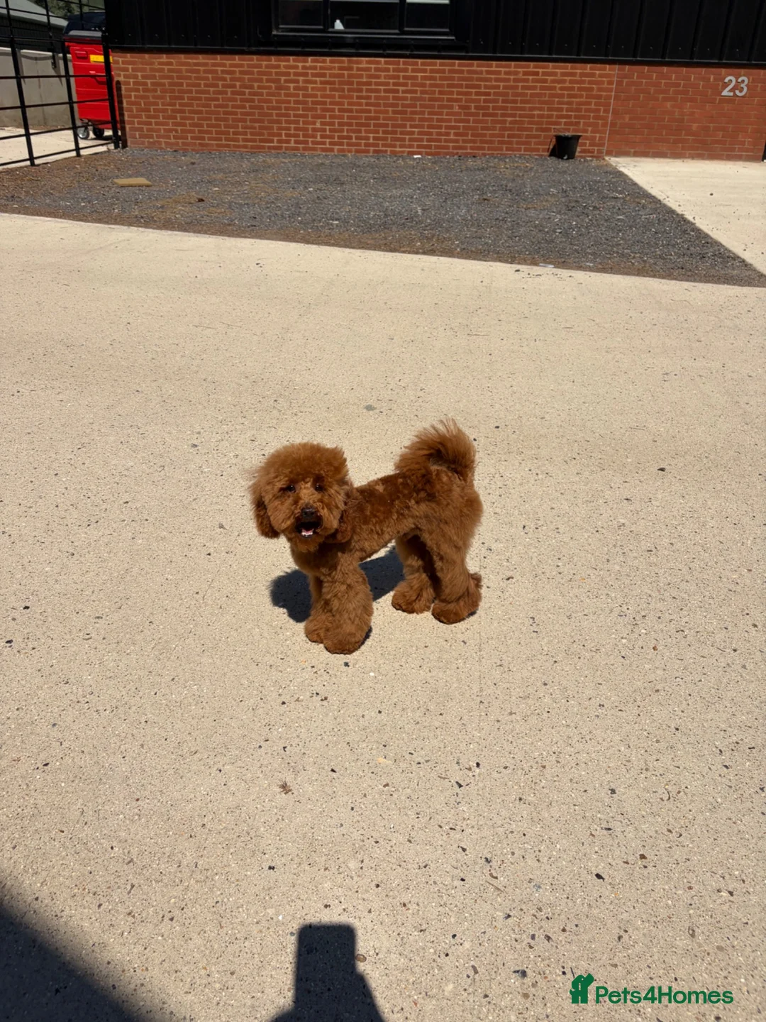 Toy Poodle dogs for sale: Male KC Registered Dark Red Toy Poodle  in Stevenage - Advert 10