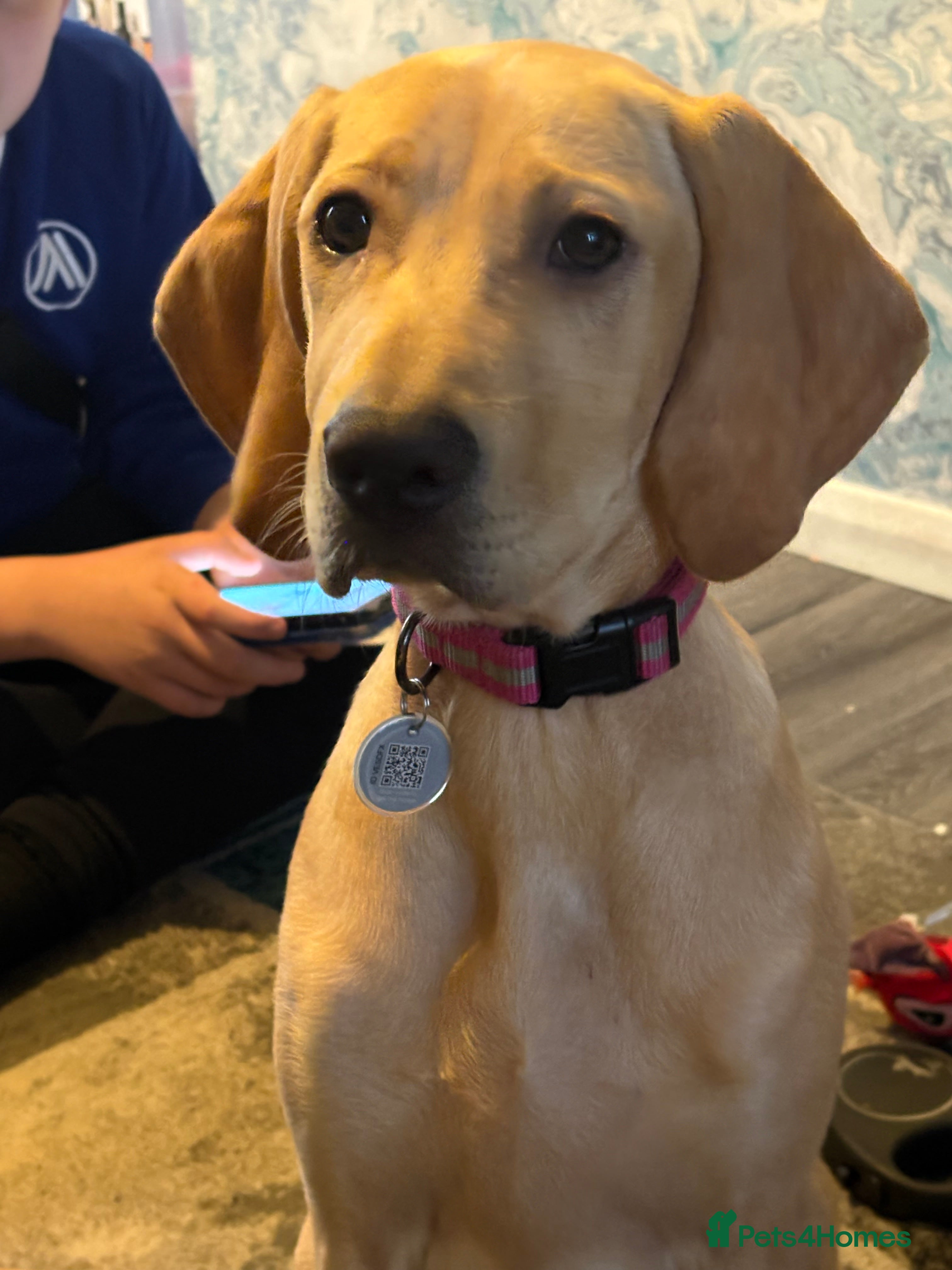 Mixed Breed dogs Vizsla/weimaraner - Advert 3