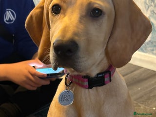 Mixed Breed dogs Vizsla/weimaraner - Advert 3