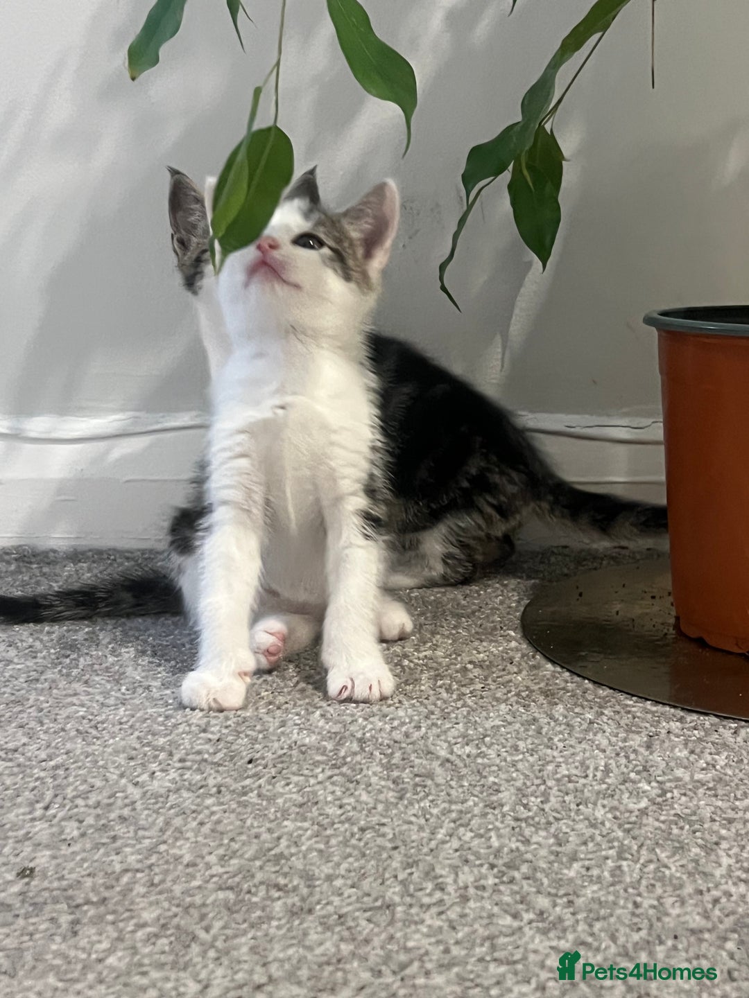 Mixed Breed cats for sale: Kittens  - Image 5
