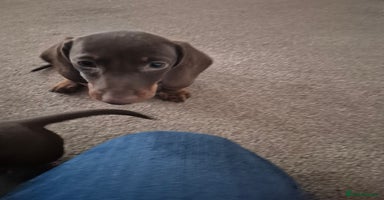 Miniature Dachshund dogs - Advert 3