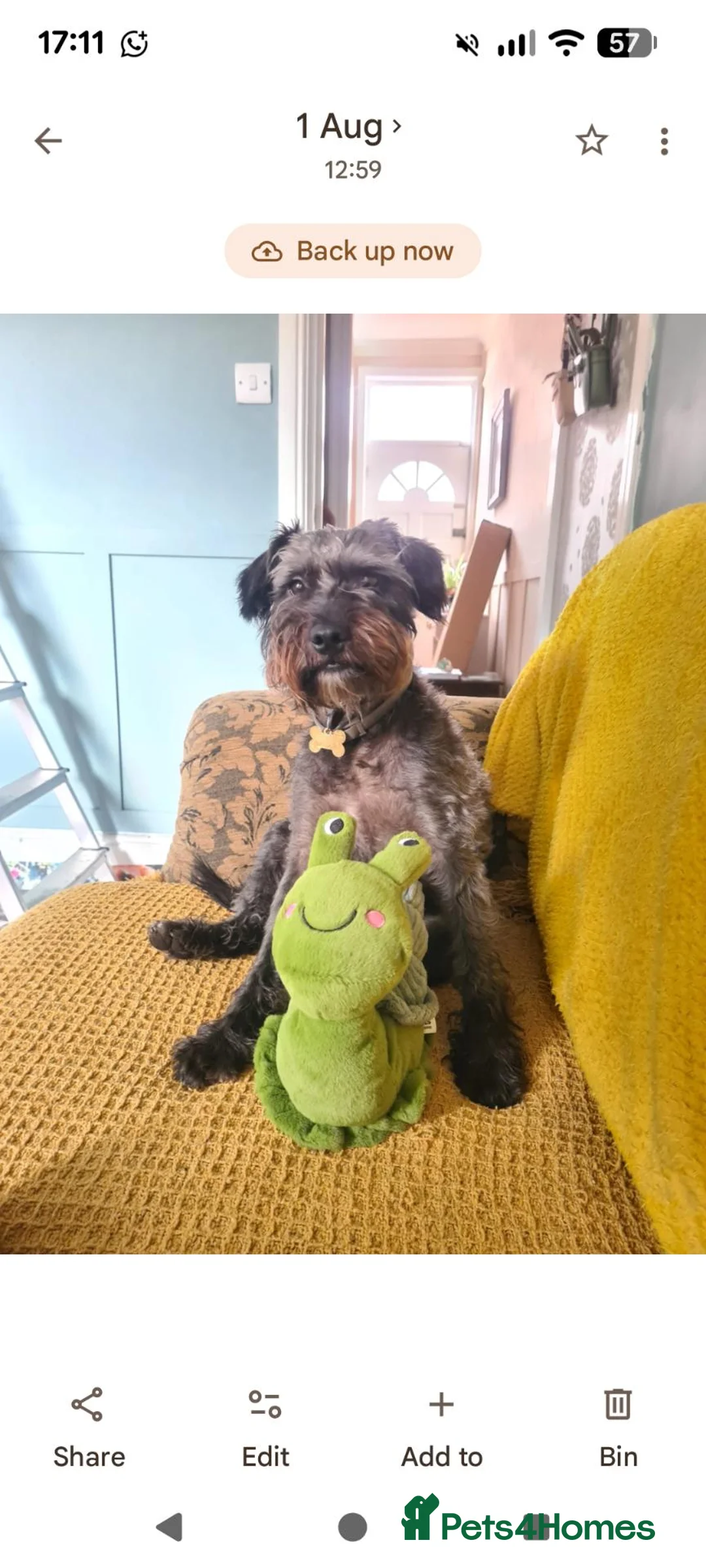 Mixed Breed dogs for sale: Patterpoo for rehoming  - Advert 1