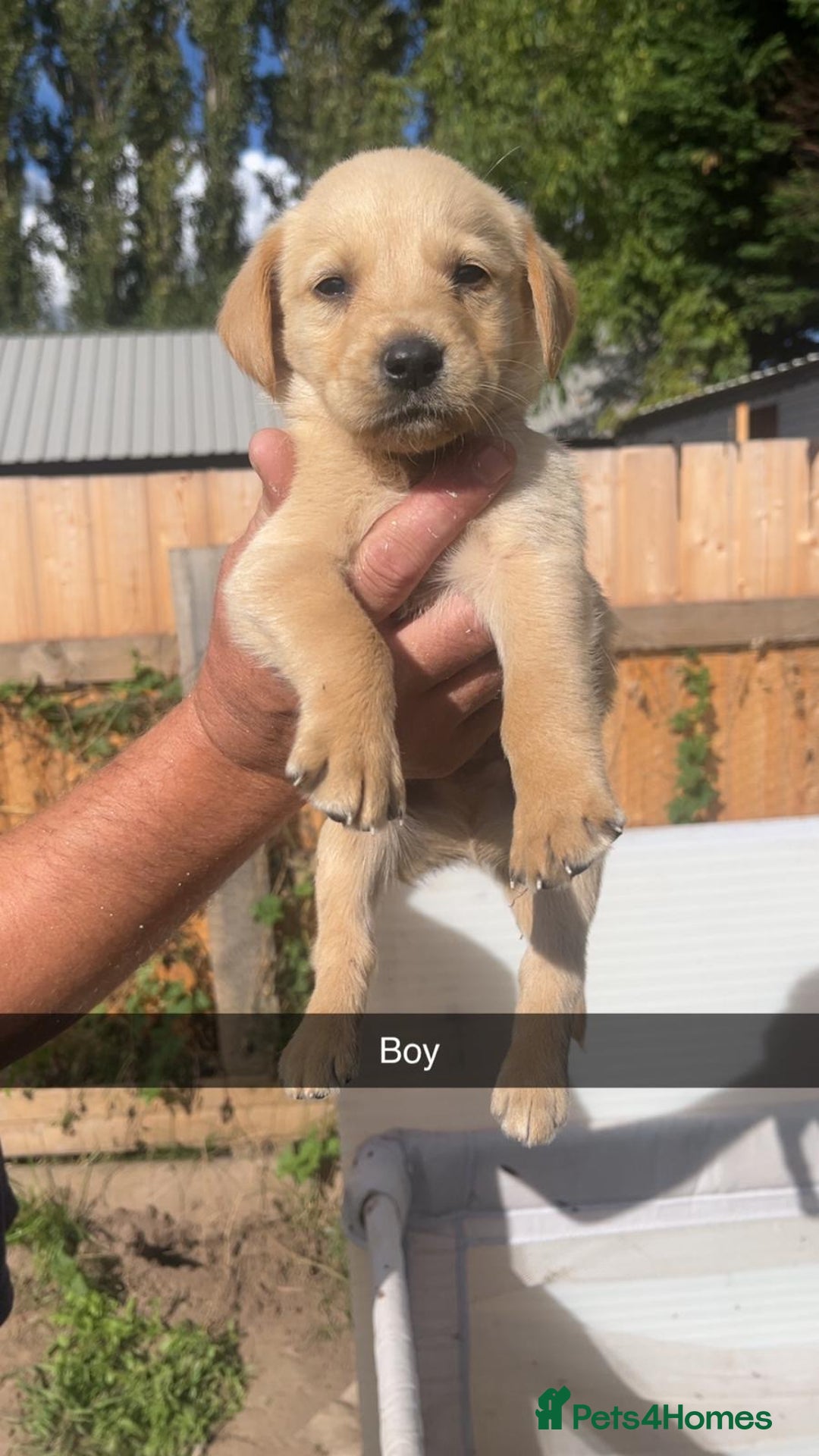 Labrador Retriever dogs for sale: Labradors - Image 1