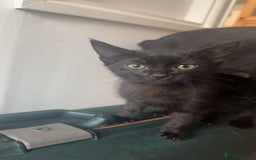 British Shorthair cats for sale: 2 black female kittens  - Image 1