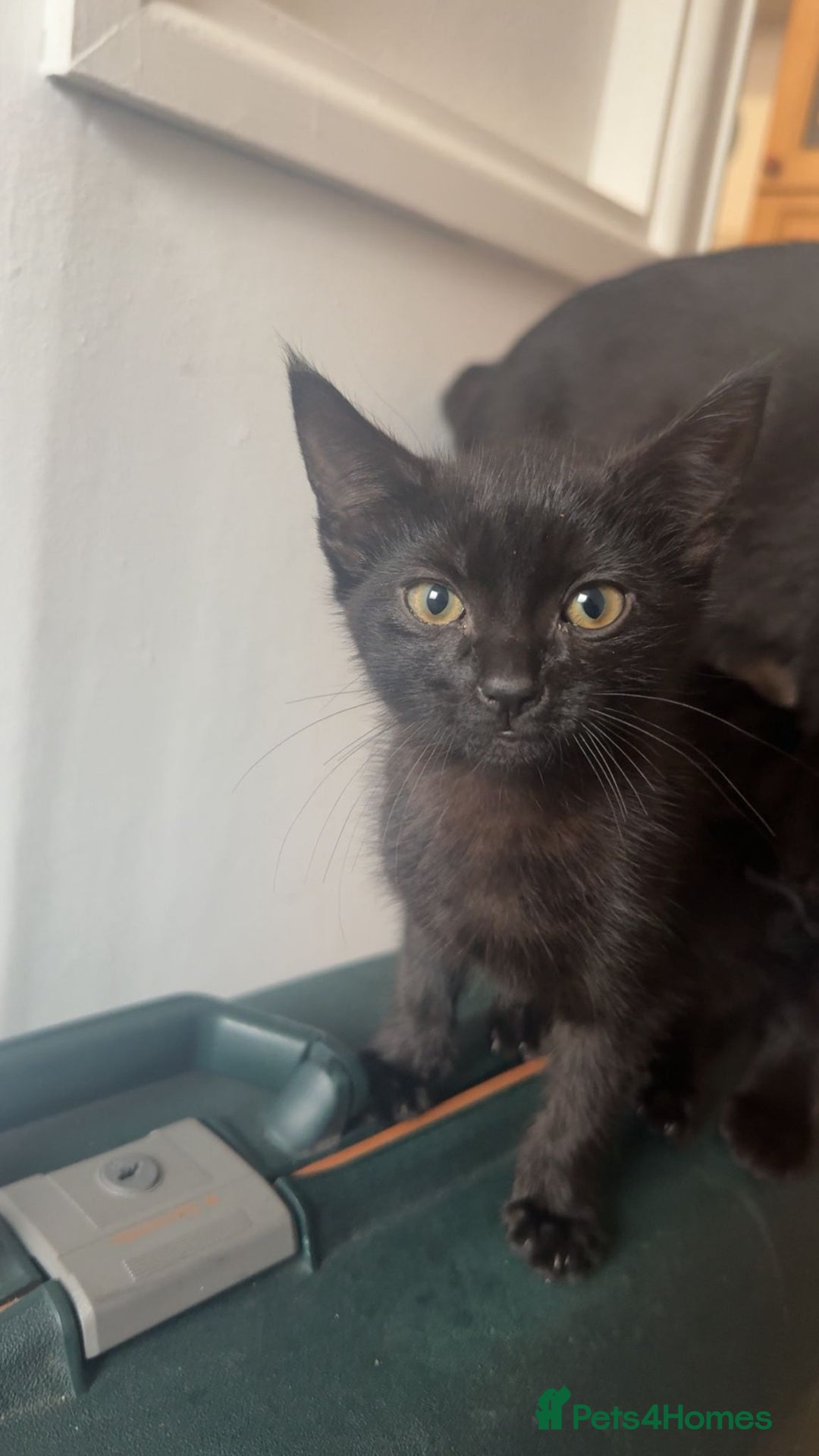 British Shorthair cats for sale: 2 black female kittens  - Image 1